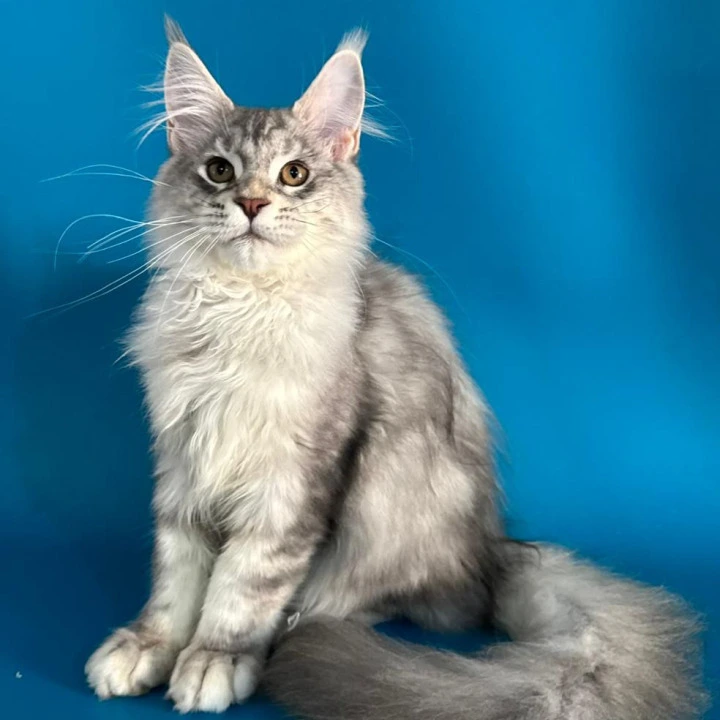 Harley Maine Coon Kittens | Kittens for sale. 