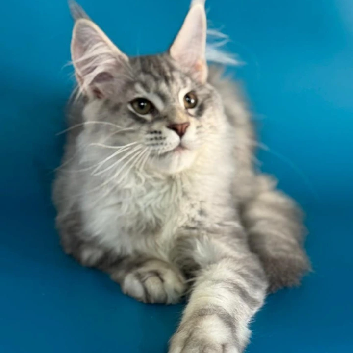 Harley Maine Coon Kittens | Kittens for sale. 