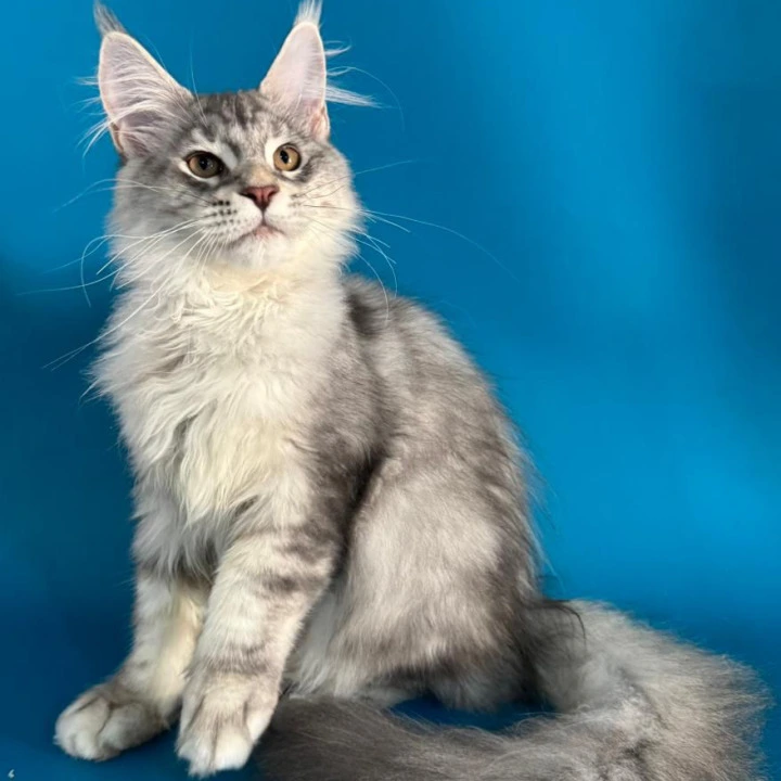 Harley Maine Coon Kittens | Kittens for sale. 