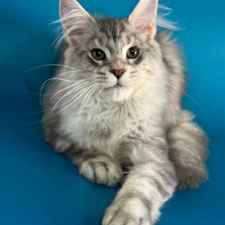 Andreas Kis  Maine Coon Kittens | Kitten for sale. 