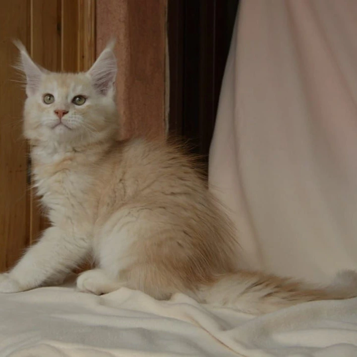 Aivars Kis  Maine Coon Kittens | Kitten for sale. 