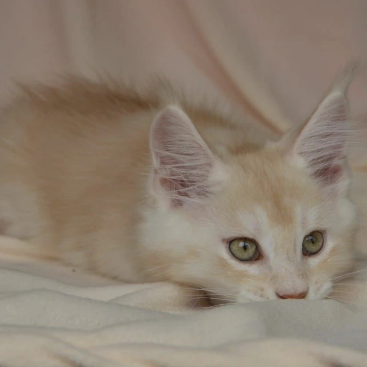 Aivars Kis  Maine Coon Kittens | Kitten for sale. 