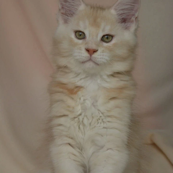 Aivars Kis  Maine Coon Kittens | Kitten for sale. 