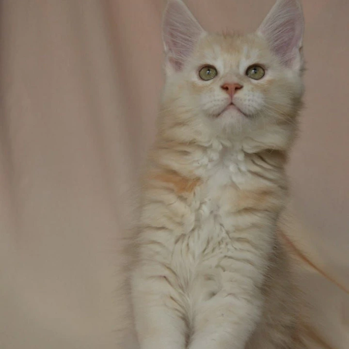 Aivars Kis  Maine Coon Kittens | Kitten for sale. 