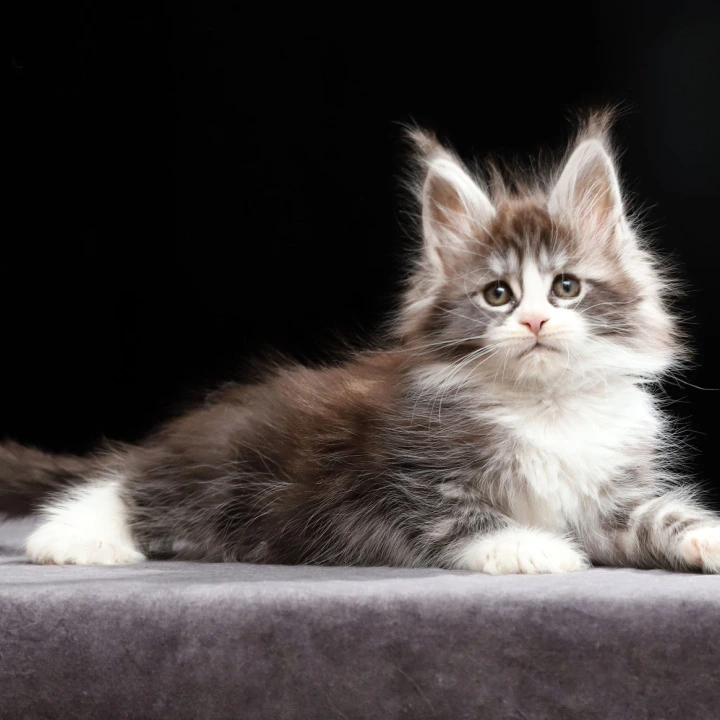Rebecca Polydactyl Maine Coon Kittens | Buy a kitten. 