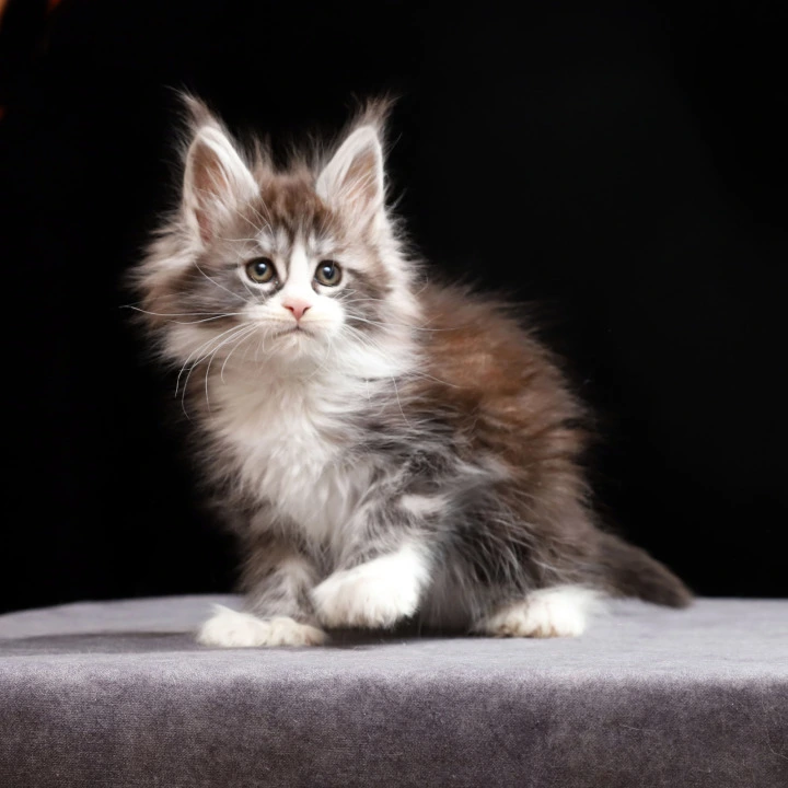 Rebecca Polydactyl Maine Coon Kittens | Buy a kitten. 