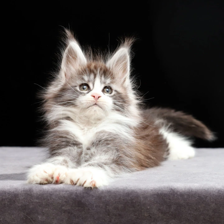 Rebecca Polydactyl Maine Coon Kittens | Buy a kitten. 