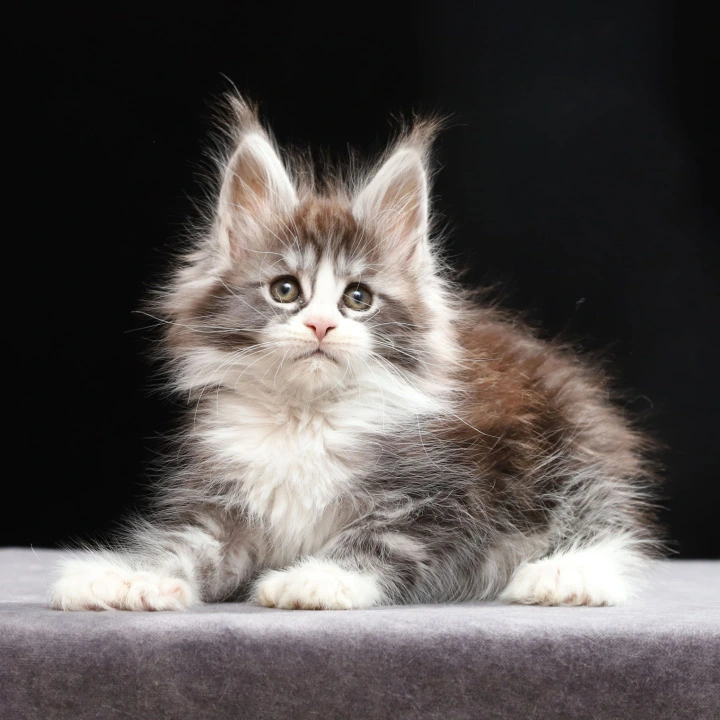 Rebecca Polydactyl Maine Coon Kittens | Buy a kitten. 