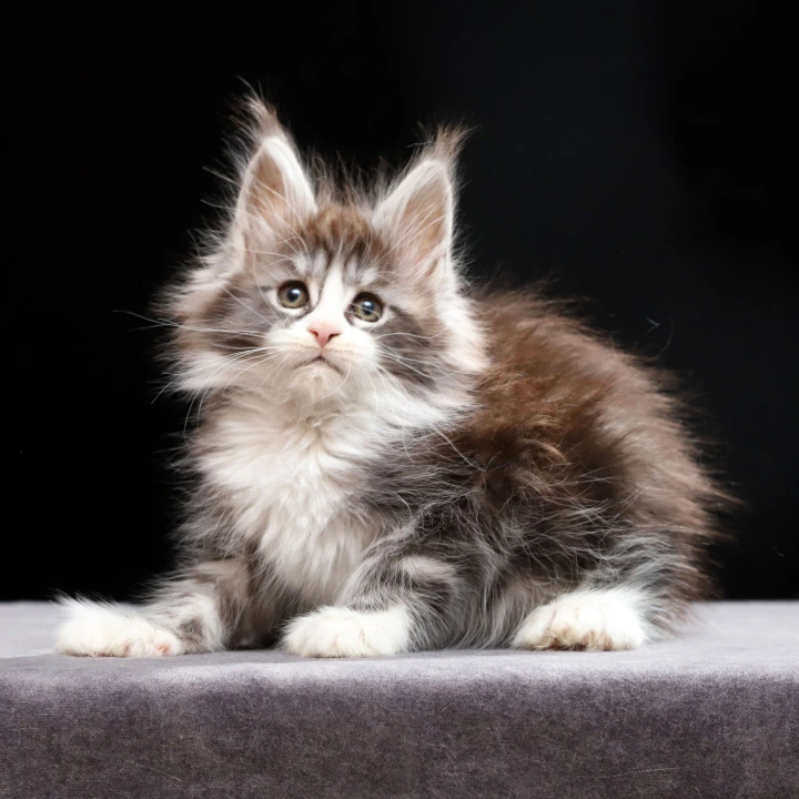 Rebecca Polydactyl Maine Coon Kittens | Buy a kitten. 