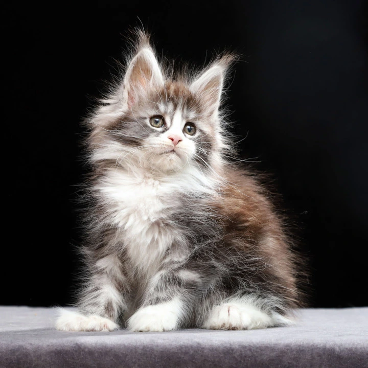 Rebecca Polydactyl Maine Coon Kittens | Buy a kitten. 