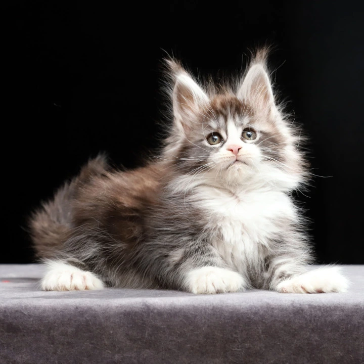 Rebecca Polydactyl Maine Coon Kittens | Buy a kitten. 