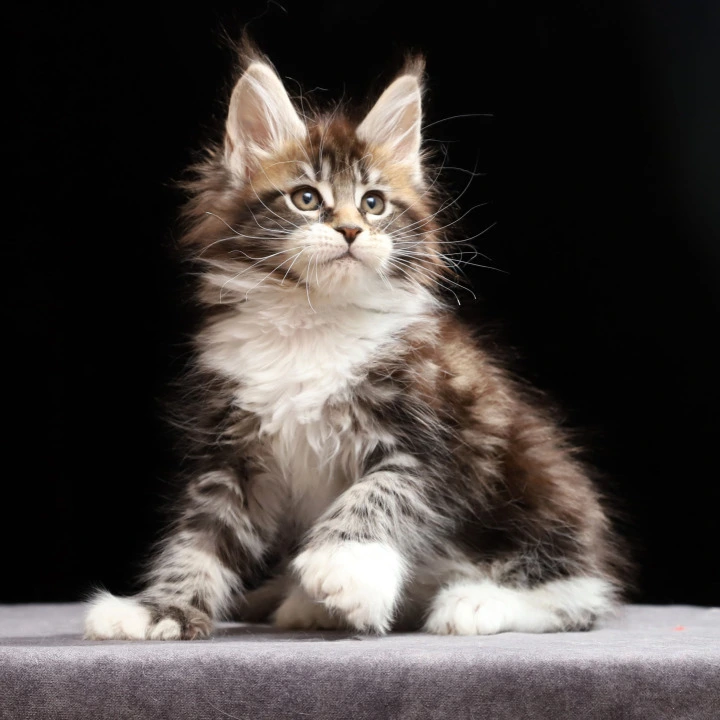 Rita. Polydactyl Maine Coon Kittens | Large selection of kittens.