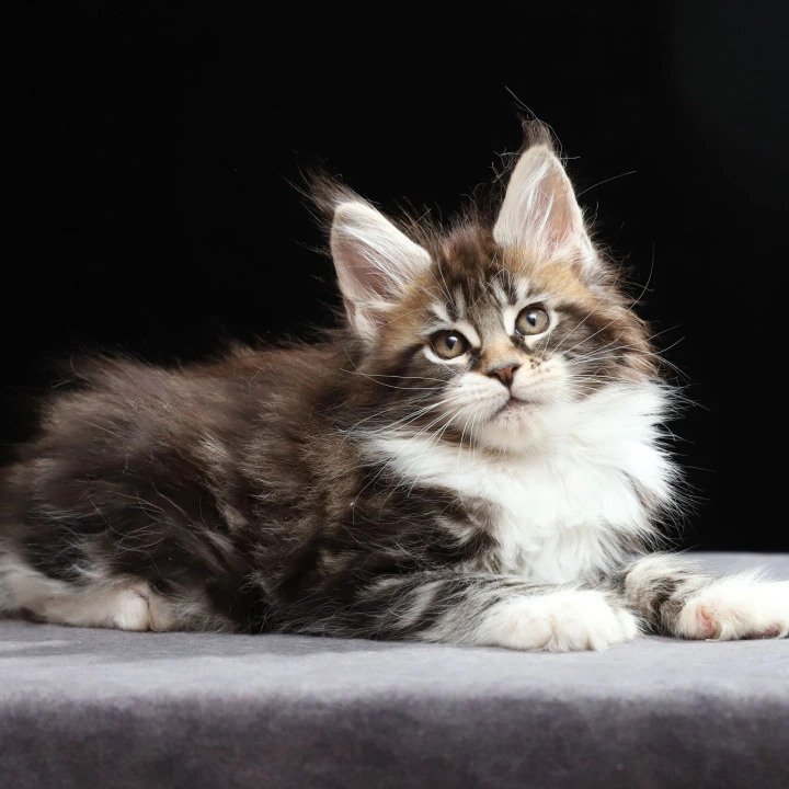 Rita. Polydactyl Maine Coon Kittens | Large selection of kittens.