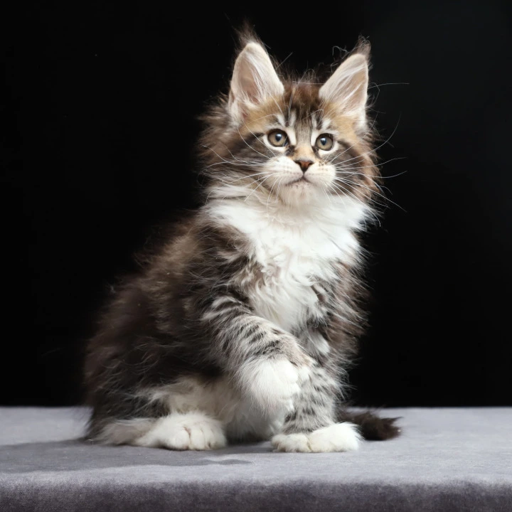 Rita. Polydactyl Maine Coon Kittens | Large selection of kittens.