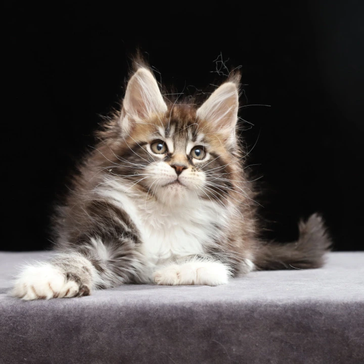 Rita. Polydactyl Maine Coon Kittens | Large selection of kittens.