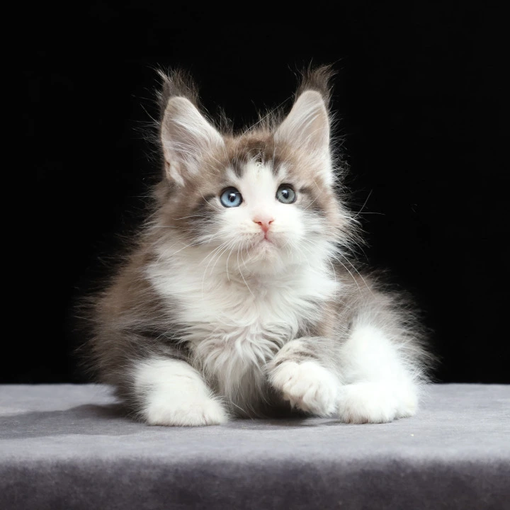 Raymond Maine Coon Kittens | Kittens for sale. 