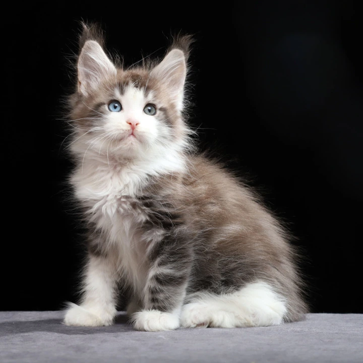 Raymond Maine Coon Kittens | Kittens for sale. 