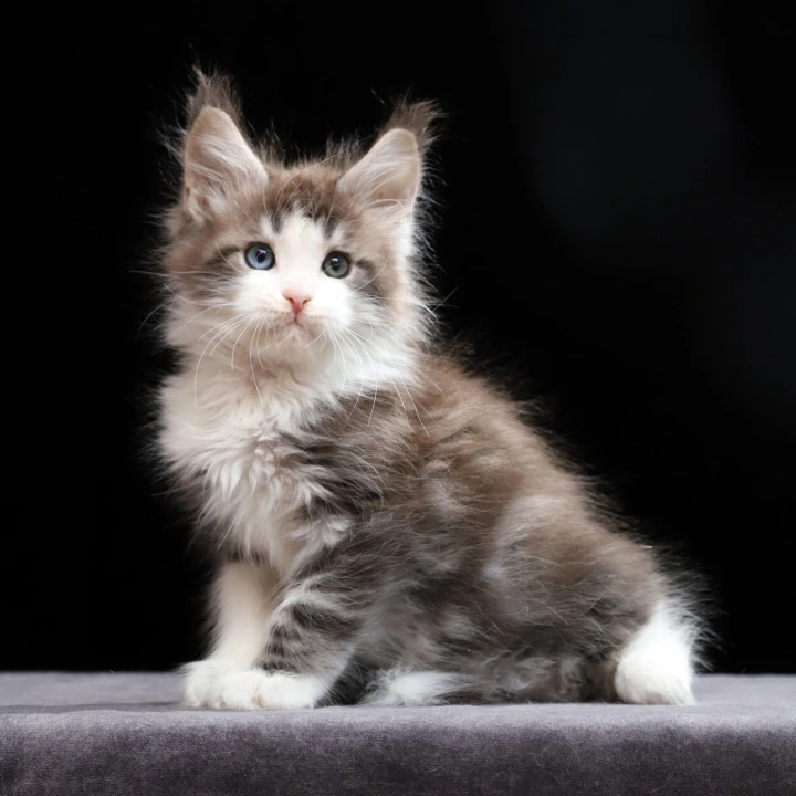 Raymond Maine Coon Kittens | Kittens for sale. 