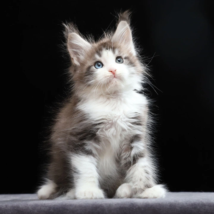 Raymond Maine Coon Kittens | Kittens for sale. 