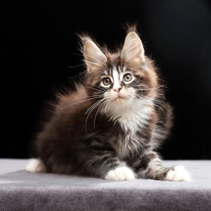Reginald Maine Coon Kittens | Kitten for sale. 