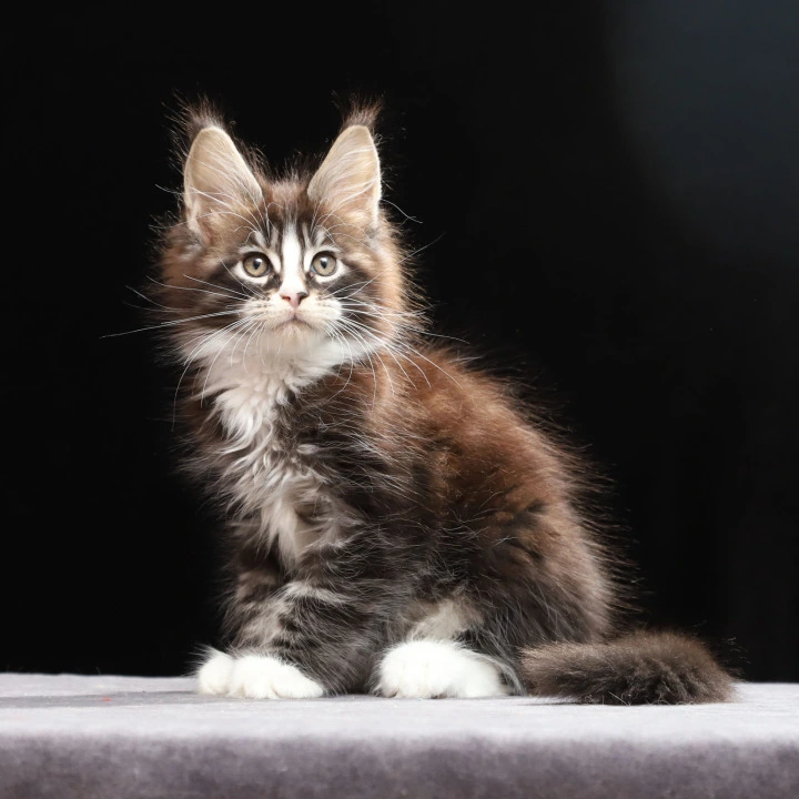 Reginald Maine Coon Kittens | Kitten for sale. 
