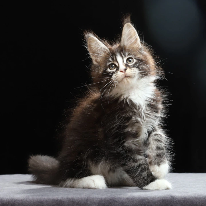 Reginald Maine Coon Kittens | Kitten for sale. 