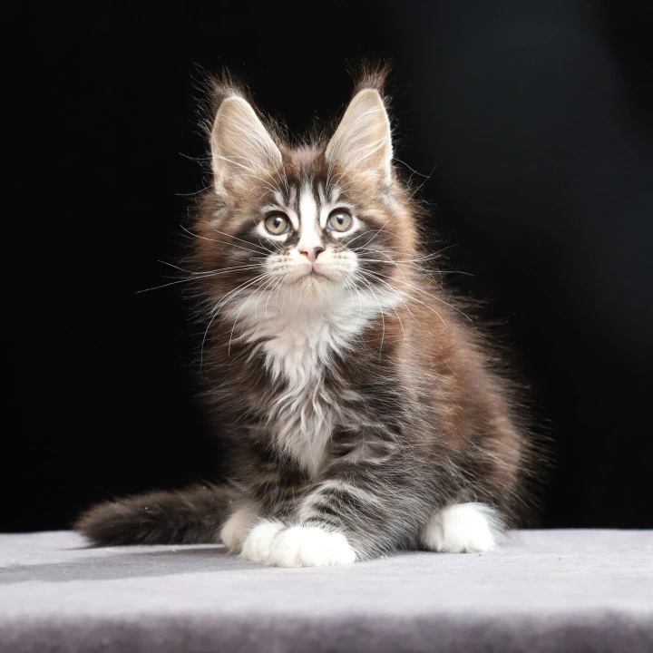 Reginald Maine Coon Kittens | Kitten for sale. 