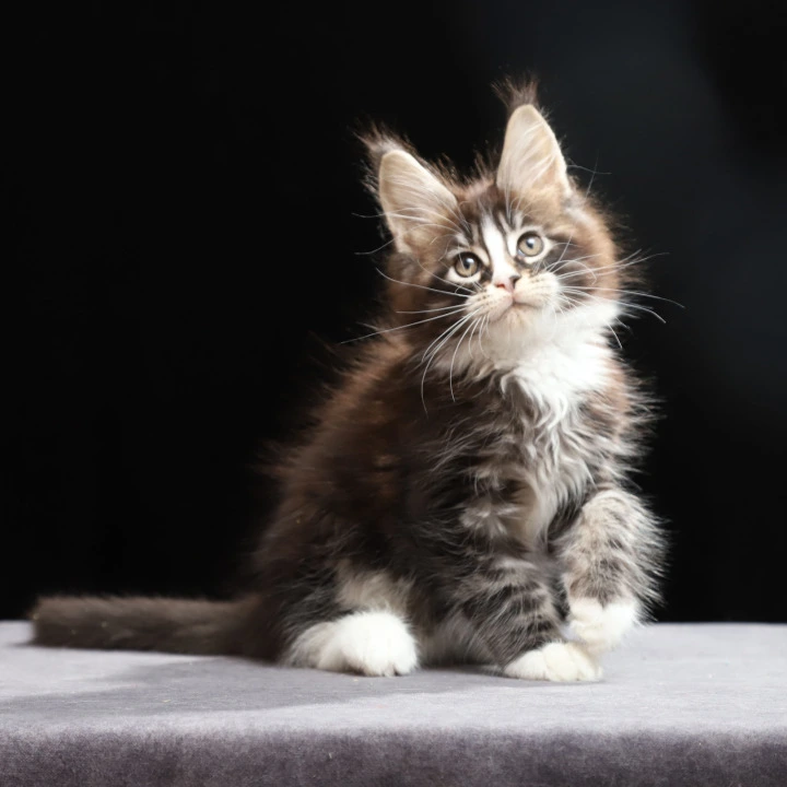 Reginald Maine Coon Kittens | Kitten for sale. 