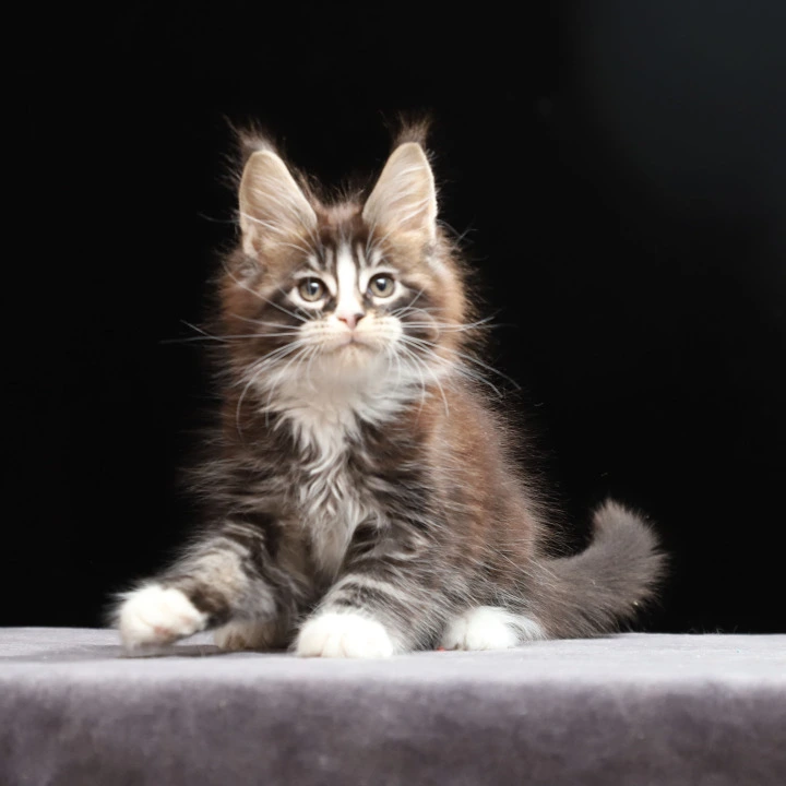 Reginald Maine Coon Kittens | Kitten for sale. 