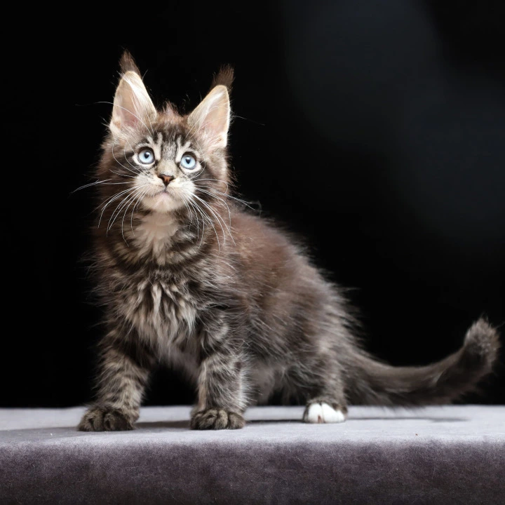 Petra Maine Coon Kittens | Buy a kitten. 