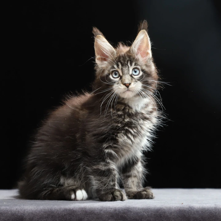 Petra Maine Coon Kittens | Buy a kitten. 