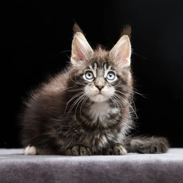 Petra Maine Coon Kittens | Buy a kitten. 
