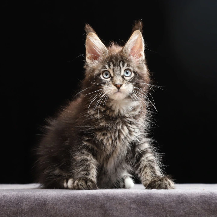 Petra Maine Coon Kittens | Buy a kitten. 