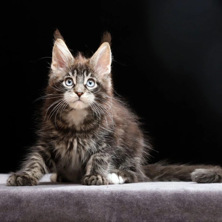 Petra Maine Coon Kittens | Buy a kitten. 