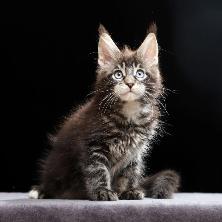 Petra Maine Coon Kittens | Buy a kitten. 