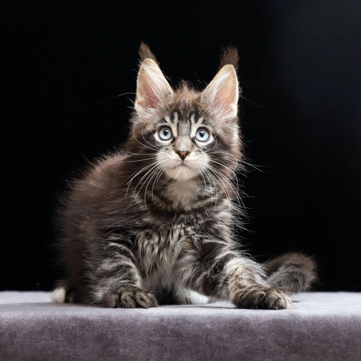 Petra Maine Coon Kittens | Buy a kitten. 