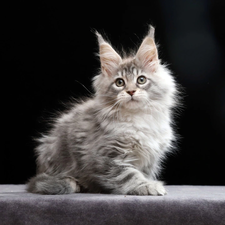 Nixie Maine Coon Kittens | Large selection of kittens. 