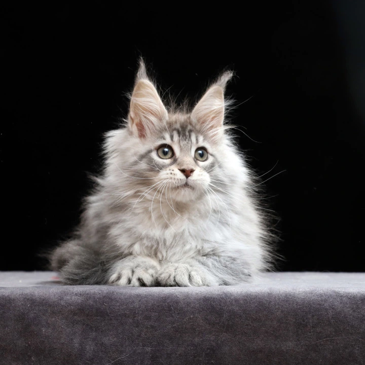 Nixie Maine Coon Kittens | Large selection of kittens. 