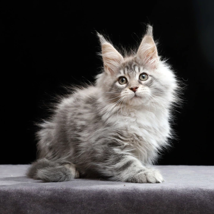 Nixie Maine Coon Kittens | Large selection of kittens. 