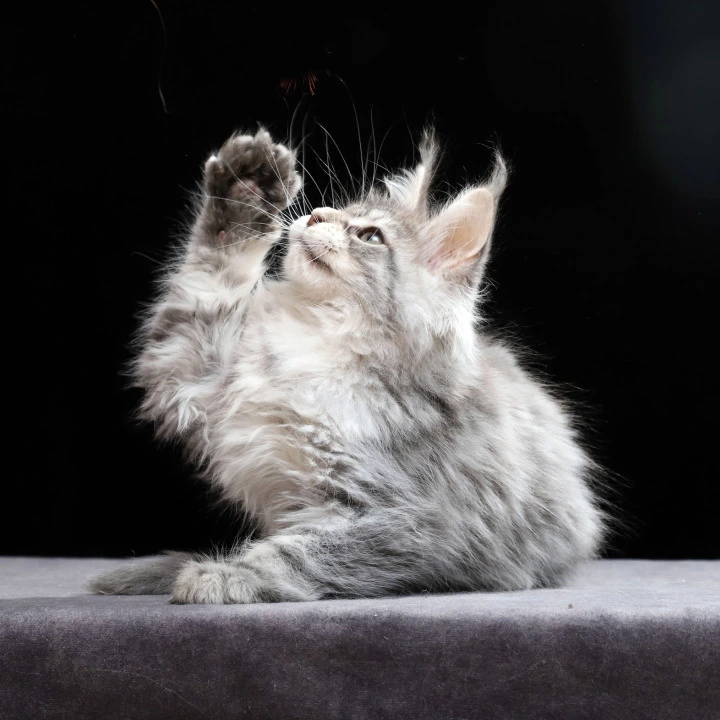 Nixie Maine Coon Kittens | Large selection of kittens. 