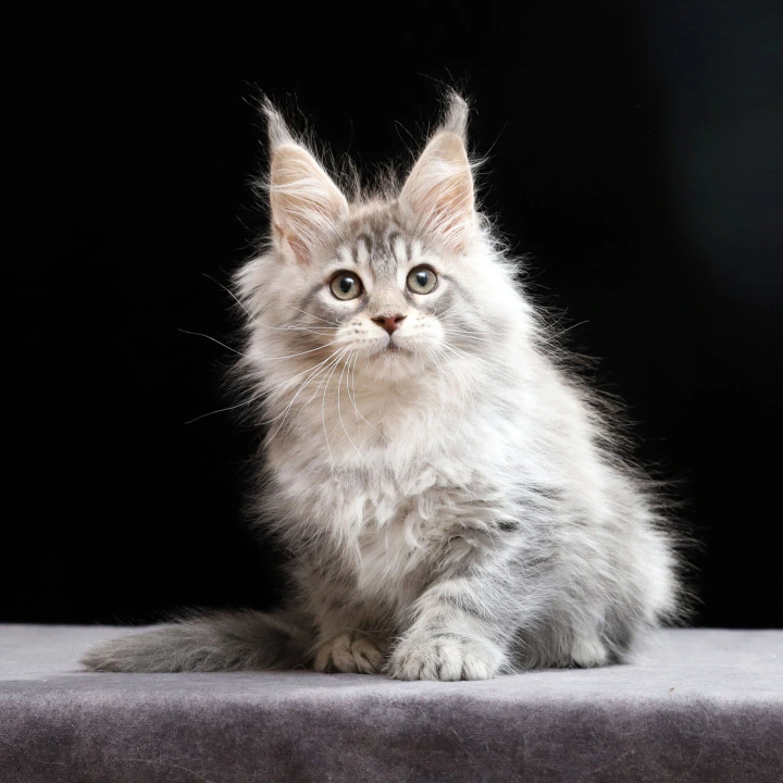 Nixie Maine Coon Kittens | Large selection of kittens. 