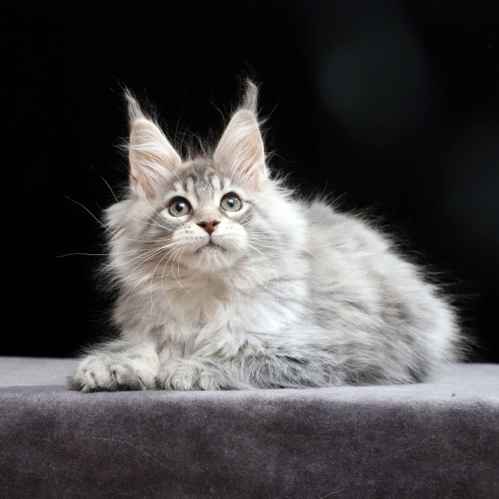 Nixie Maine Coon Kittens | Large selection of kittens. 