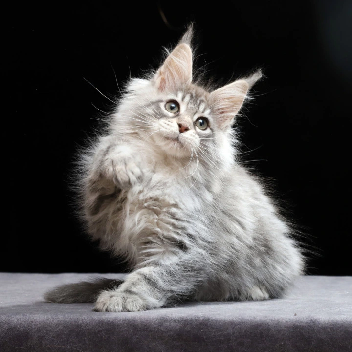 Nixie Maine Coon Kittens | Large selection of kittens. 