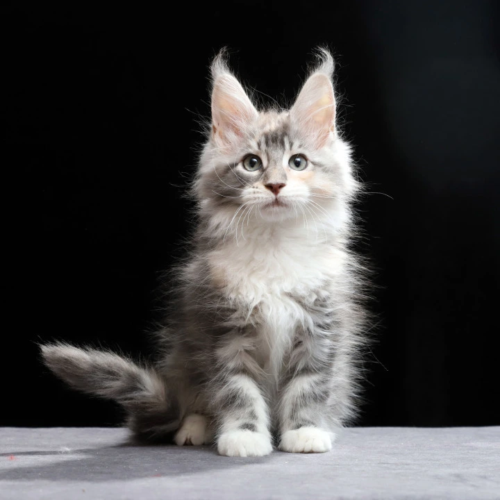 Naomi Maine Coon Kittens | Buy a kitten. 