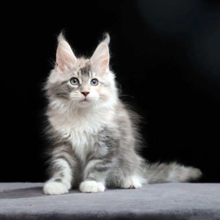 Naomi Maine Coon Kittens | Buy a kitten. 