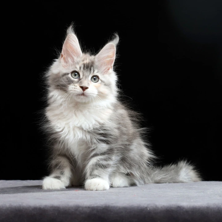 Naomi Maine Coon Kittens | Buy a kitten. 