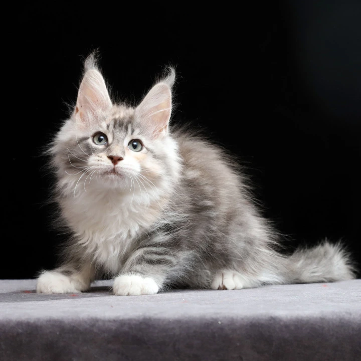 Naomi Maine Coon Kittens | Buy a kitten. 