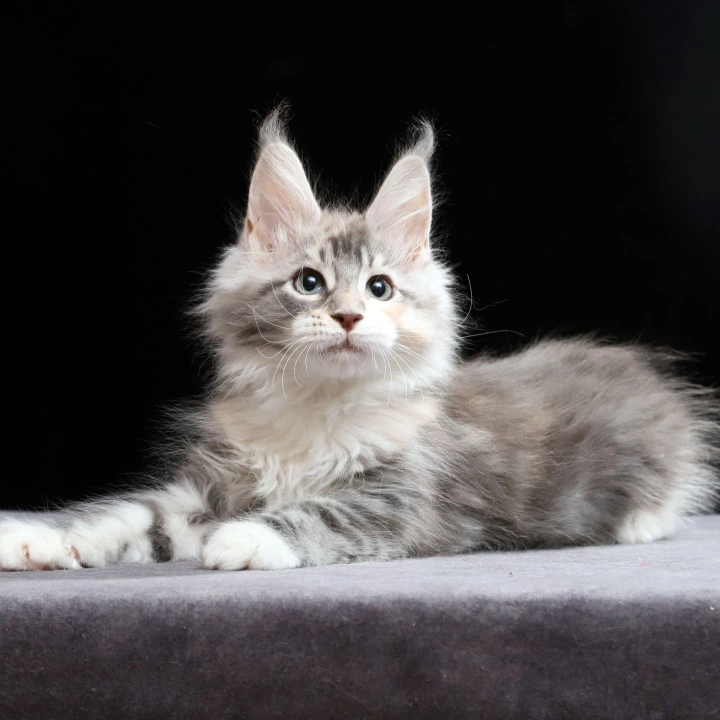 Naomi Maine Coon Kittens | Buy a kitten. 
