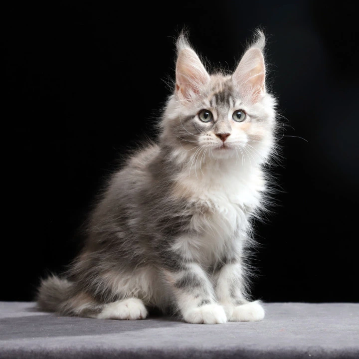 Naomi Maine Coon Kittens | Buy a kitten. 