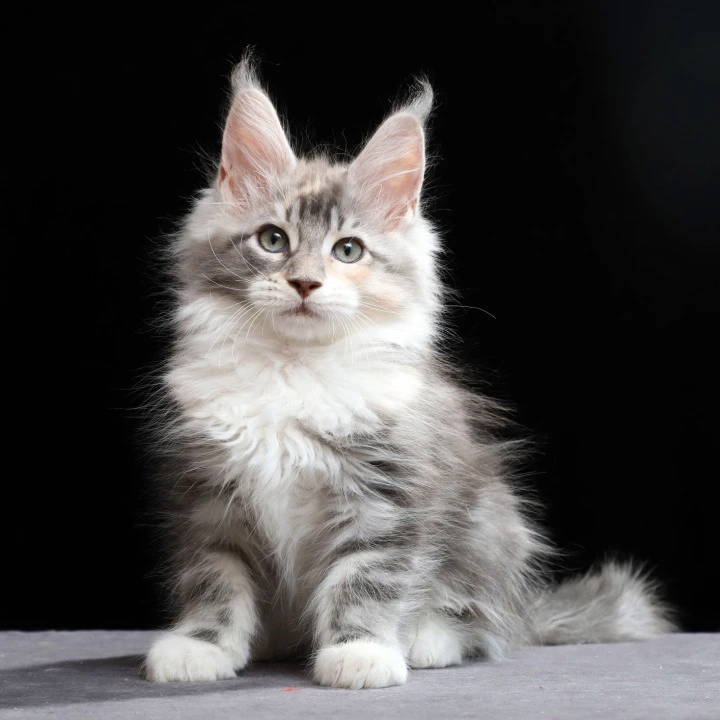 Naomi Maine Coon Kittens | Buy a kitten. 